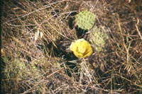 cactus in the Rowan Creek Watershed