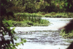 ducks in Rowan Creek