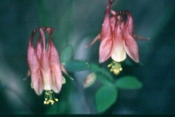 columbine alone Rowan Creek